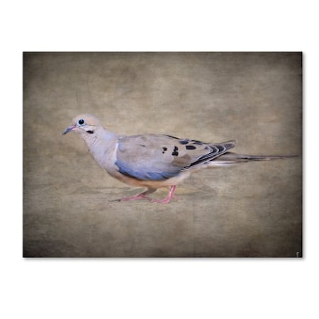 Jai Johnson 'Mourning Dove Portrait' Canvas Art,24x32